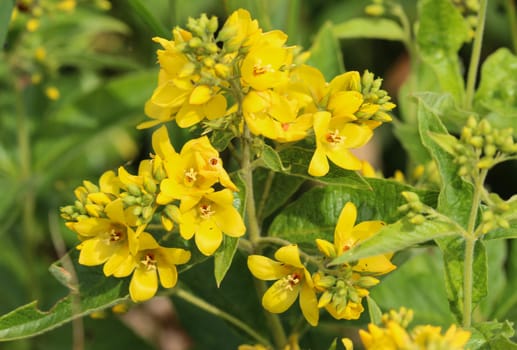 close up of Lysimachia vulgaris flower,