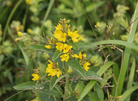 close up of Lysimachia vulgaris flower,