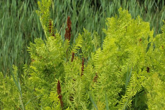 close up of Osmunda regalis, or royal fern, blooming in spring