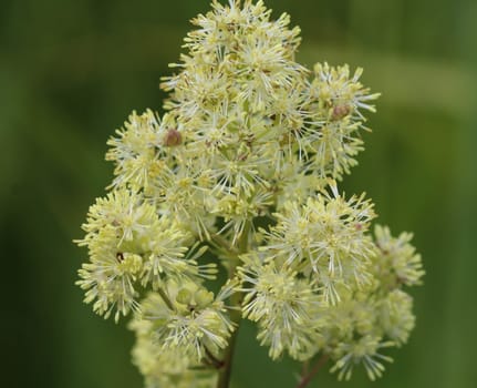 Close up of common meadow-rue blooming in the field
