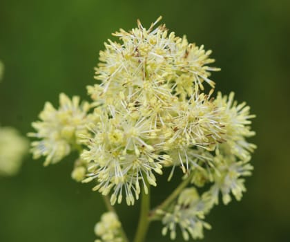 Close up of common meadow-rue blooming in the field