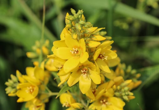 close up of Lysimachia vulgaris flower,
