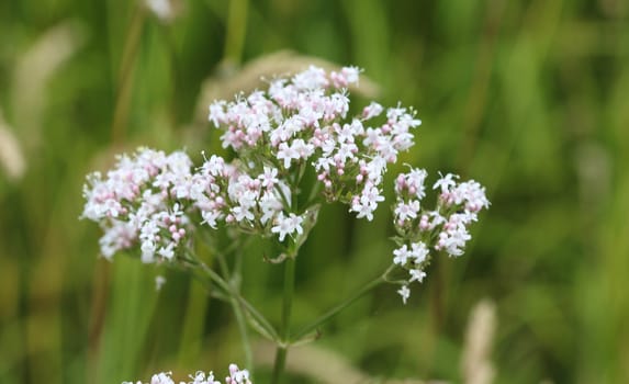 close up of marsh valerian or Valeriana dioica, blooming in spring