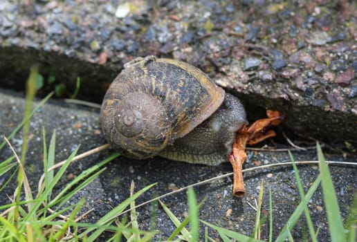 close up of garden snail