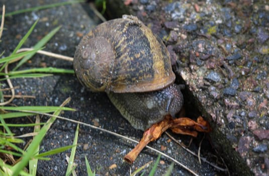 close up of garden snail