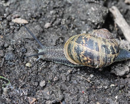 close up of garden snail