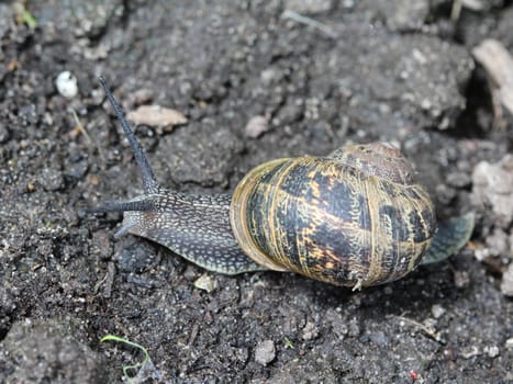 close up of garden snail