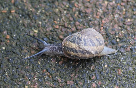 close up of garden snail
