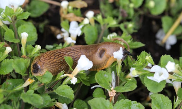 The red slug (Arion rufus), also known as the large red slug, chocolate arion and European red snail, eating leafs in the garden