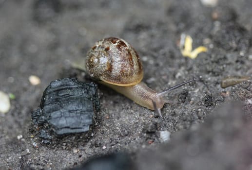 close up of grove snail