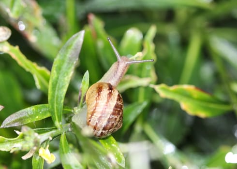 close up of grove snail