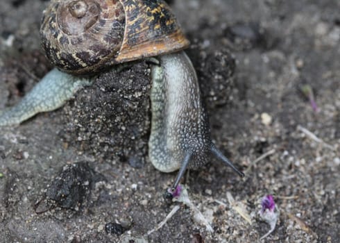 close up of garden snail