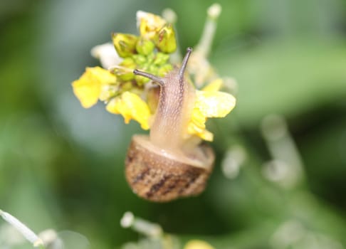 close up of grove snail