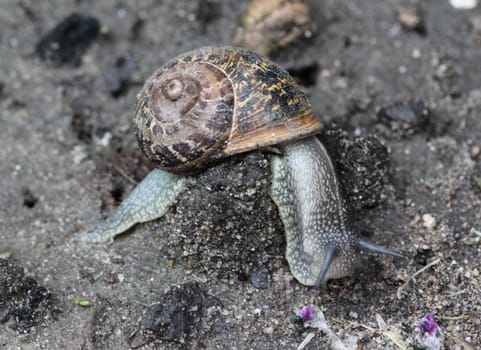close up of garden snail