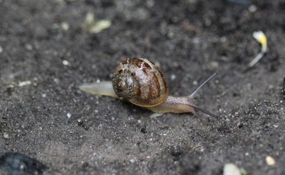 close up of grove snail