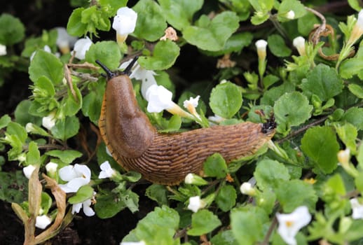 close up Spanish slug (Arion vulgaris) in the garden