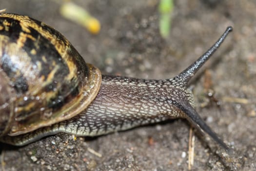 close up of garden snail