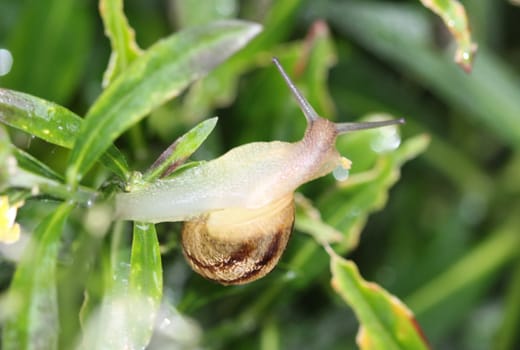 close up of grove snail