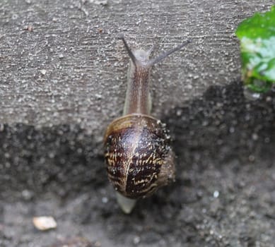 close up of garden snail