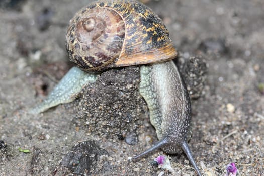 close up of garden snail