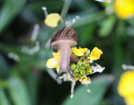 close up of grove snail