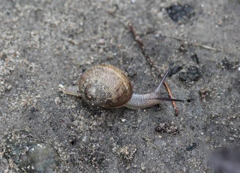 close up of grove snail