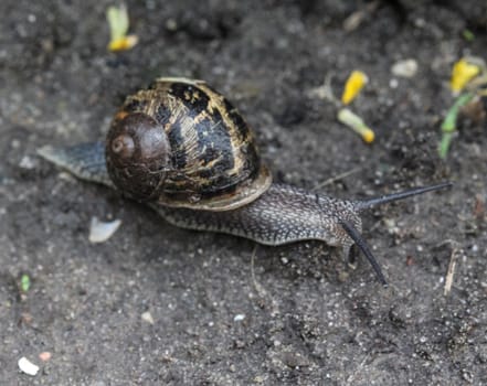 close up of garden snail