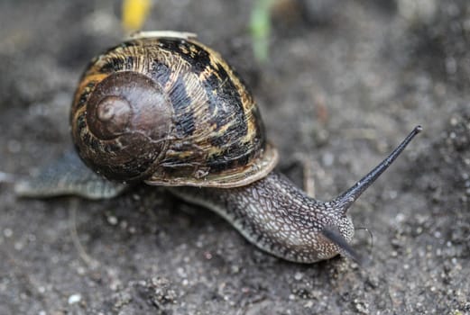 close up of garden snail