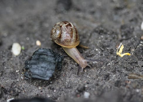close up of grove snail