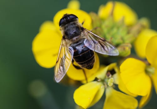 close up of Eristalis tenax or drone fly, a European hoverfly, sitting on flower