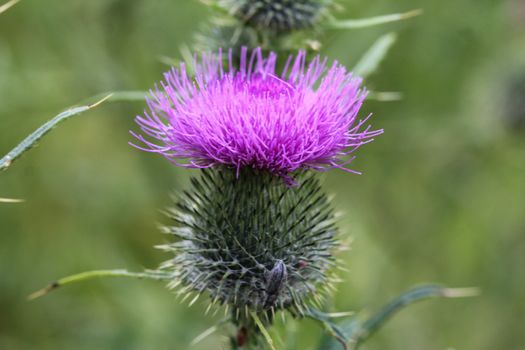 close up of Cirsium vulgare flower