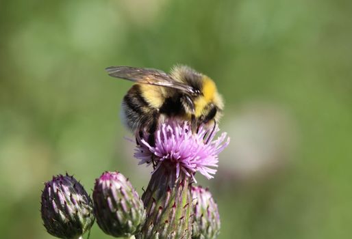 close up of the heath humble-bee or small heath bumblebee, Bombus jonellus
