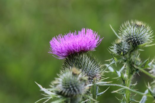 close up of Cirsium vulgare flower