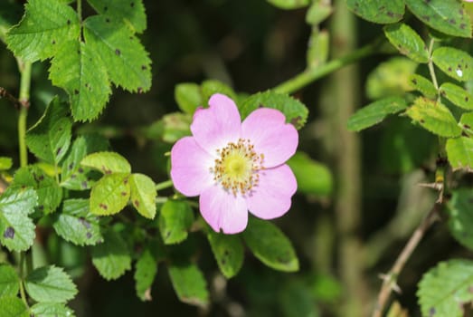 Close up of Sweet Brier flower