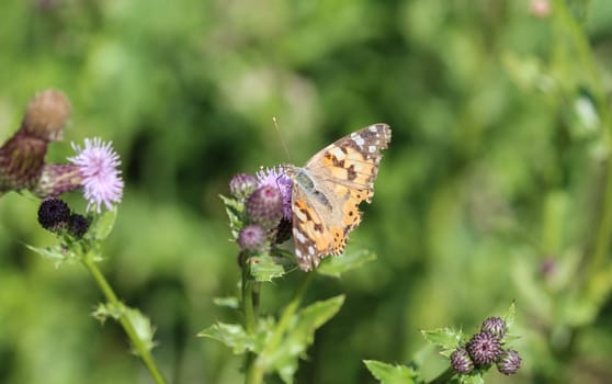 close up of painted lady butterfly on flower