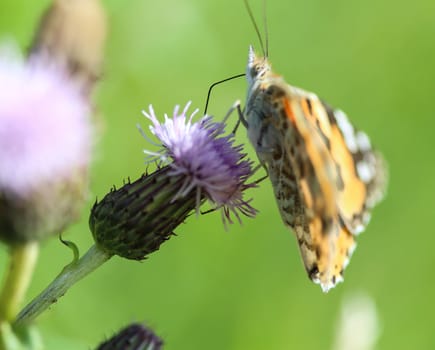 close up of painted lady butterfly on flower