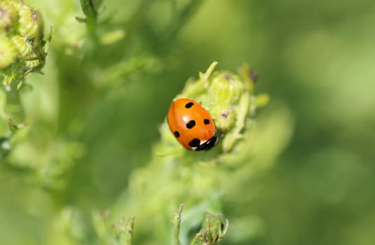 close up of seven-spot ladybird on leaf