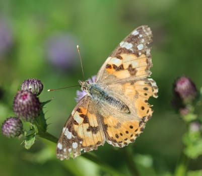 close up of painted lady butterfly on flower