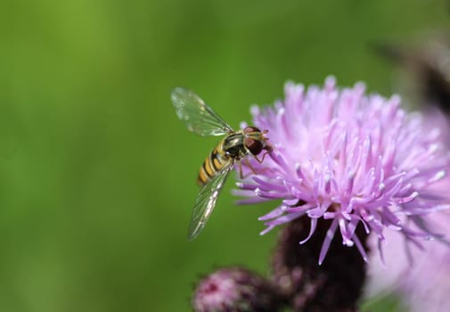 close up of marmalade hoverfly or Episyrphus balteatus sitting on flower in the garden