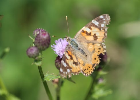 close up of painted lady butterfly on flower