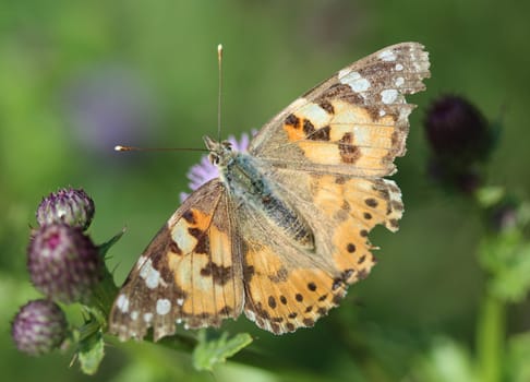 close up of painted lady butterfly on flower