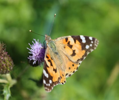 close up of painted lady butterfly on flower