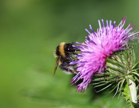close up of the heath humble-bee or small heath bumblebee, Bombus jonellus