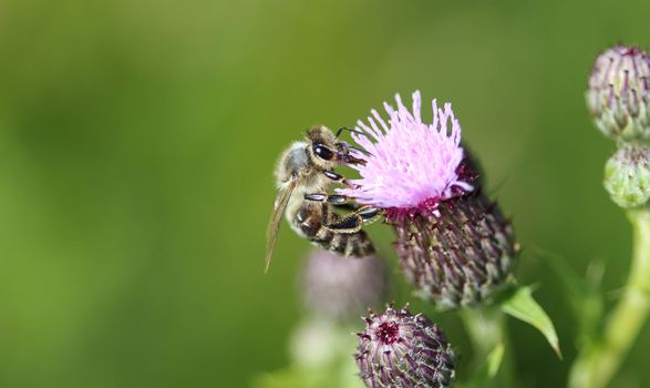 closeup of western honey bee