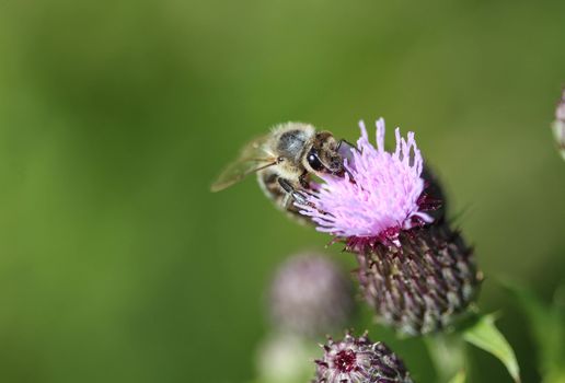 closeup of western honey bee
