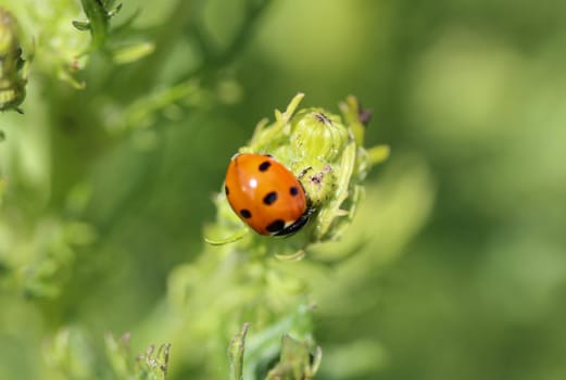 close up of seven-spot ladybird on leaf