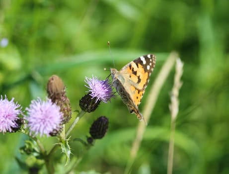 close up of painted lady butterfly on flower