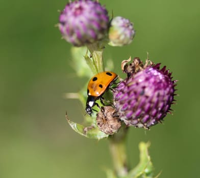 close up of seven-spot ladybird on leaf
