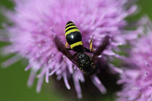 close up of Doros profuges, a Palearctic species of hoverfly