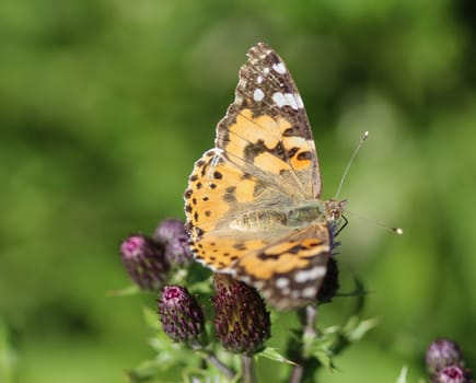 close up of painted lady butterfly on flower